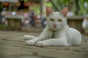 Animals Cat