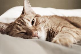 cute Cat Pet portrait