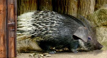 Porcupine Sting Digiart