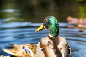 Duck Animal Nature