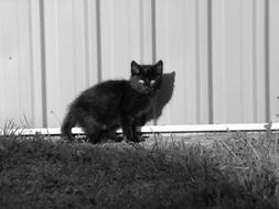 black frightened kitten