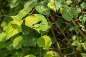 Dragonfly Insect