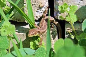 The Lizard Grass Pet