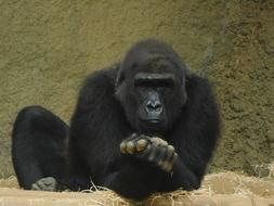Gorilla Zoo Monkey
