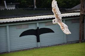 Owl Raptor Bird
