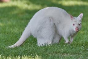 Kangaroo White Albino