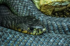 coiled dark Snake head close up