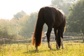Horse Graze Eat
