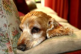 portrait of Pet Dog Pensive
