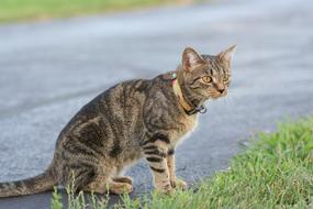 house cat by the road