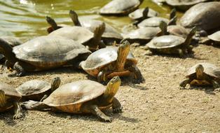 Turtles Animals Foreground