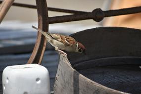 Animal Wood Bird Wild