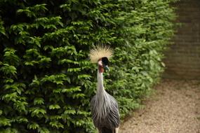 Bird Animals