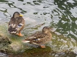 Ducks Mallard Plumage