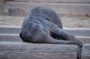 Elephant Animal Zoo