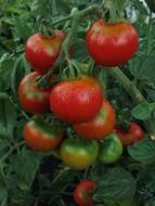 tasty tomatoes in the garden