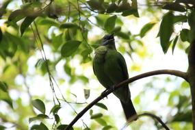 Bird Green Leaves