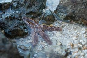 Sea Star
