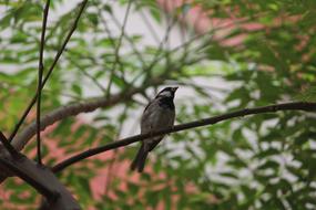 Bird on Tree Branch
