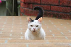 Cat Animal