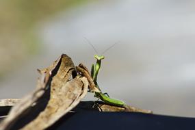 Insect Mantis Green