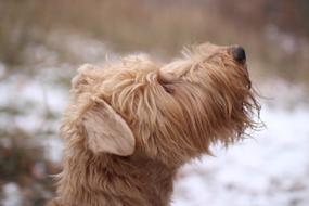Dog Winter Pet