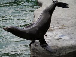 sea lion on a rock by the pool
