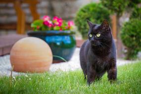 Domestic Cat Pet Animal