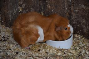Guinea Pig Pet