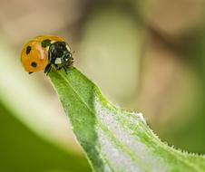 Ladybird Beetle Insect macro picture