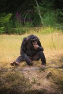 Monkey Animal Africa