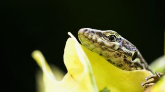 Lizard Animal photo