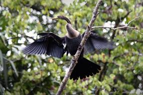 Animals Bird Cormorant