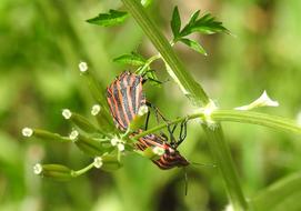 Insect Nature Bug