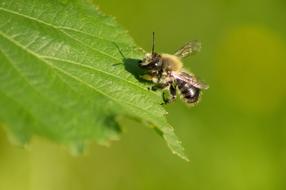Unicorn Bee Insect Close up