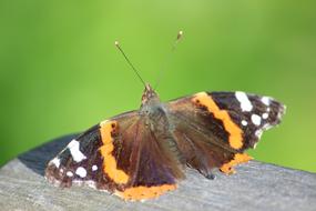 Butterfly Sun Brown Bear