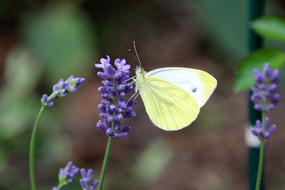 Butterfly Lavender Yellow