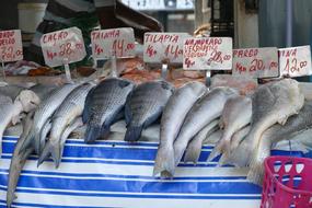 fresh fish on sale with price tags