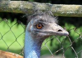 Ostrich Head Of An Beak