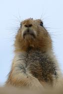 Prairie Dog Cynomys Ground squirrel