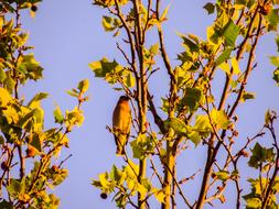 Cedar Wax Wing Sycamore Tree Bird
