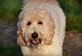cute labradoodle Dog looking straight