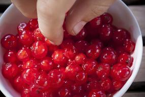 hand in a plate of red berries