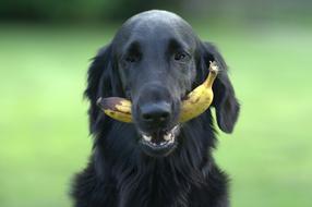 Flatcoated Retriever Dog