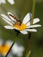 Insect Hoverfly
