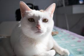 Cat White