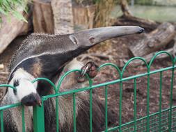 Anteater Zoo Longeat Safari park
