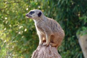 Meerkat Zoo Animal