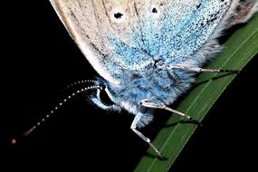 Butterfly Insect Macro