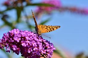 Butterfly Large Fritillary Color